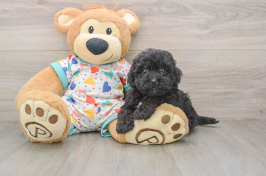 Popular Havapoo Poodle Mix Pup