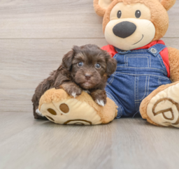 6 week old Havapoo Puppy For Sale - Puppy Love PR