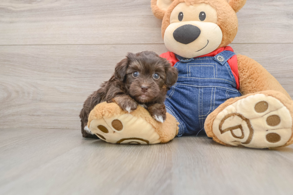 Hypoallergenic Havadoodle Poodle Mix Puppy