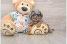 Havapoo Pup Being Cute