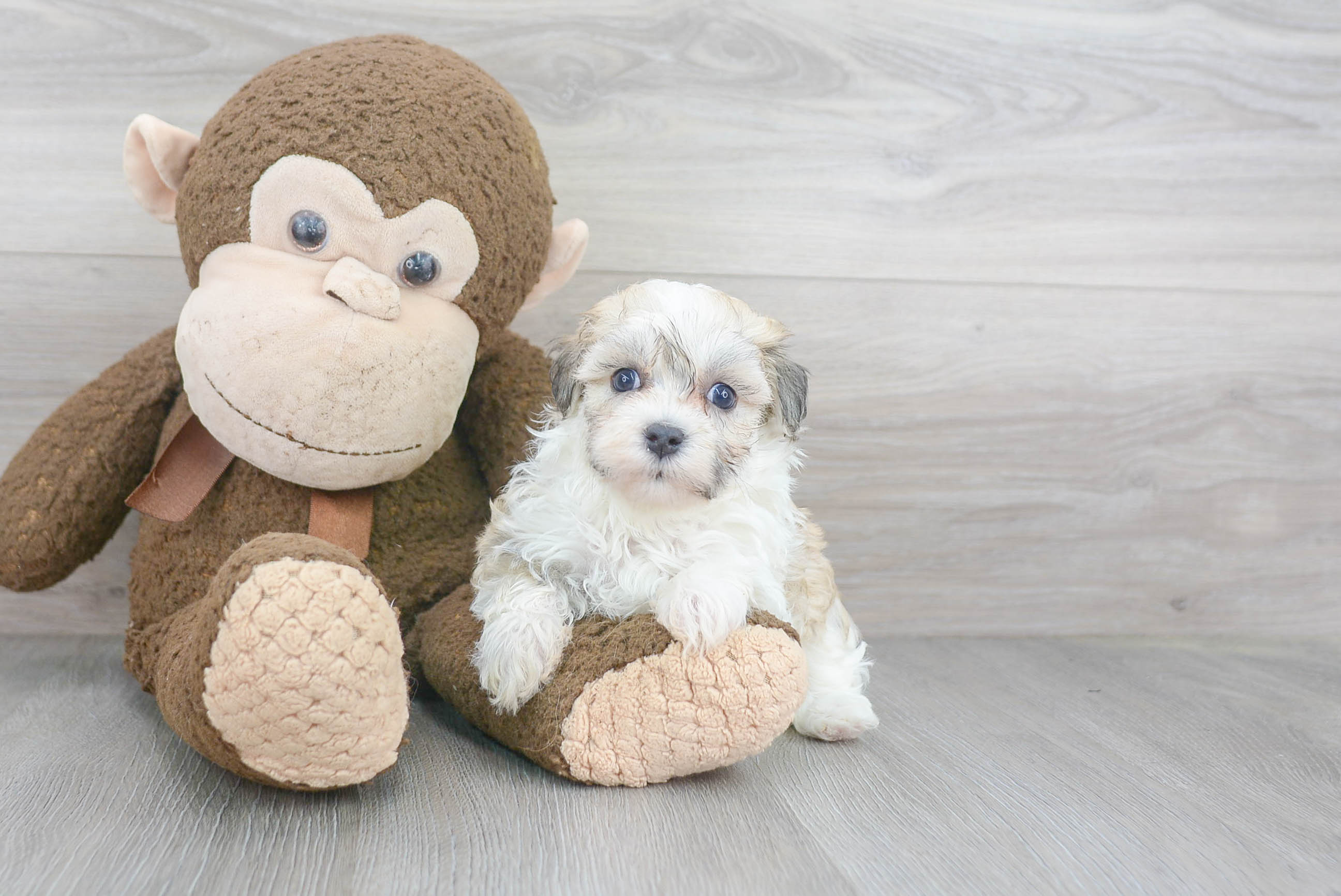 Cute Havanese Poodle Mix Puppy