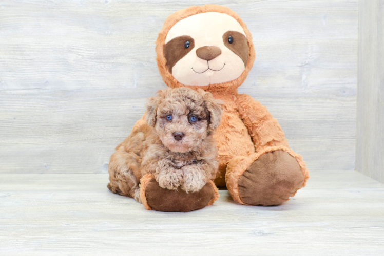 Meet Shakira - our Havapoo Puppy Photo 1/4 - Puppy Love PR Cute Havadoodle Poodle Mix Puppy