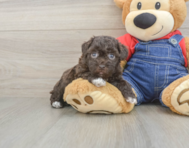 9 week old Havapoo Puppy For Sale - Puppy Love PR