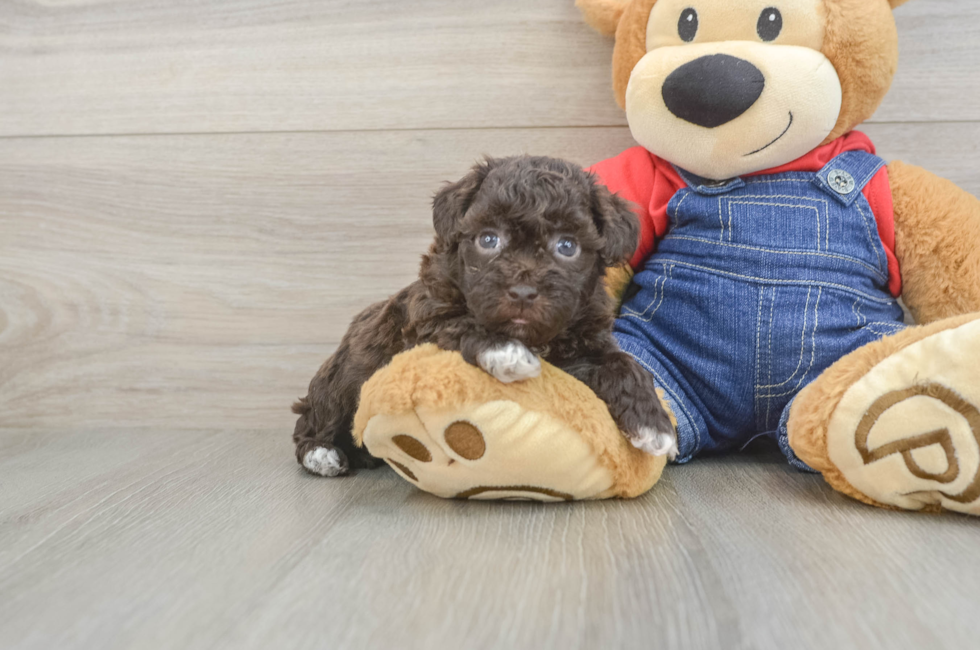5 week old Havapoo Puppy For Sale - Puppy Love PR