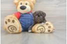 Havapoo Pup Being Cute