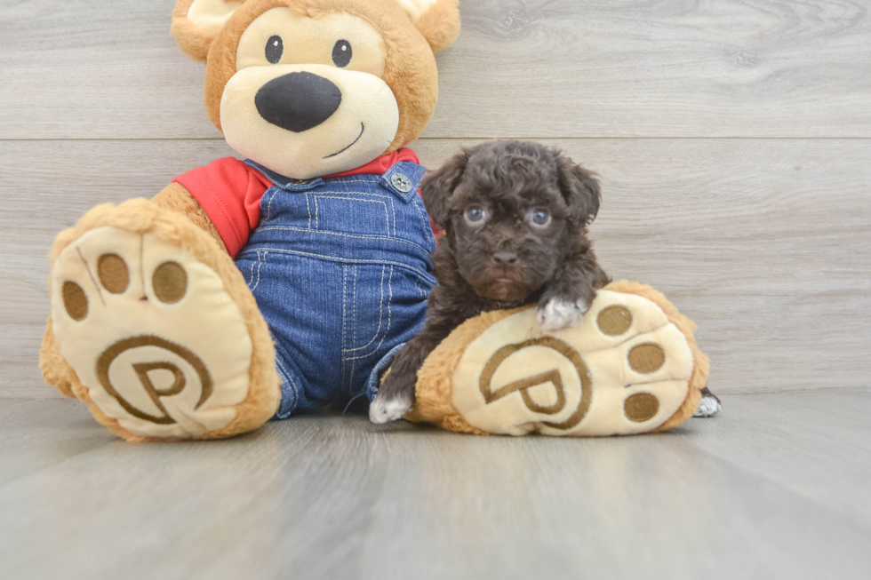 Havapoo Pup Being Cute