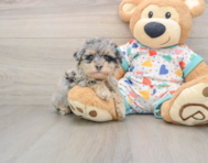 8 week old Havapoo Puppy For Sale - Puppy Love PR