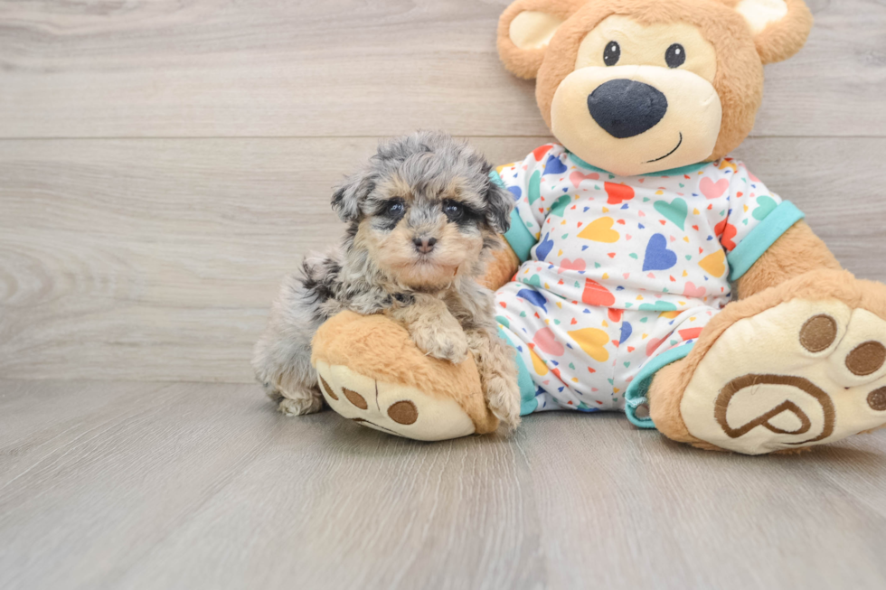 Havapoo Pup Being Cute