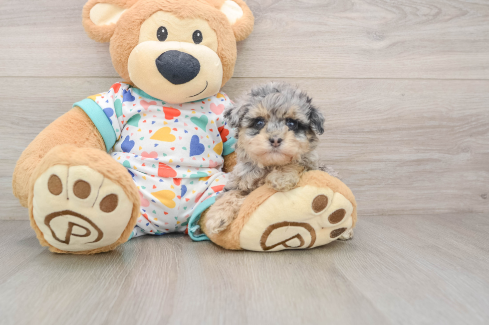 Fluffy Havapoo Poodle Mix Pup