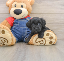 6 week old Havapoo Puppy For Sale - Puppy Love PR