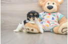 Energetic Havadoodle Poodle Mix Puppy
