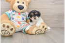 Havapoo Puppy for Adoption