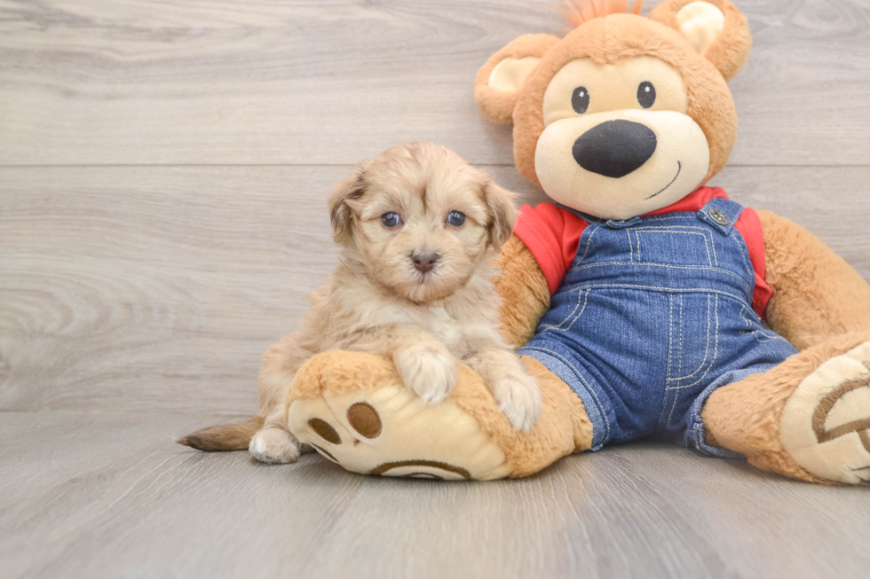 Havapoo Pup Being Cute