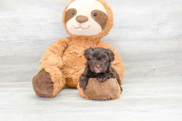 Meet Shay - our Havapoo Puppy Photo 1/4 - Puppy Love PR Cute Havapoo Baby