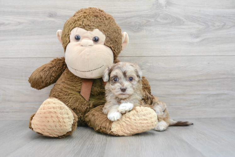 Energetic Havanese Poodle Mix Puppy