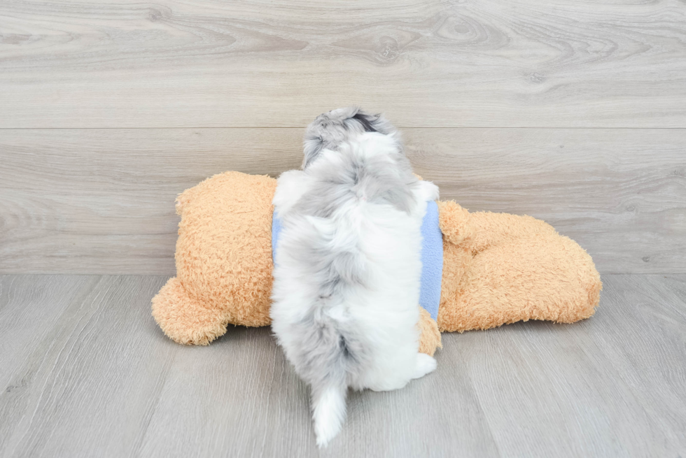 Havapoo Pup Being Cute