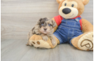 Small Havapoo Baby