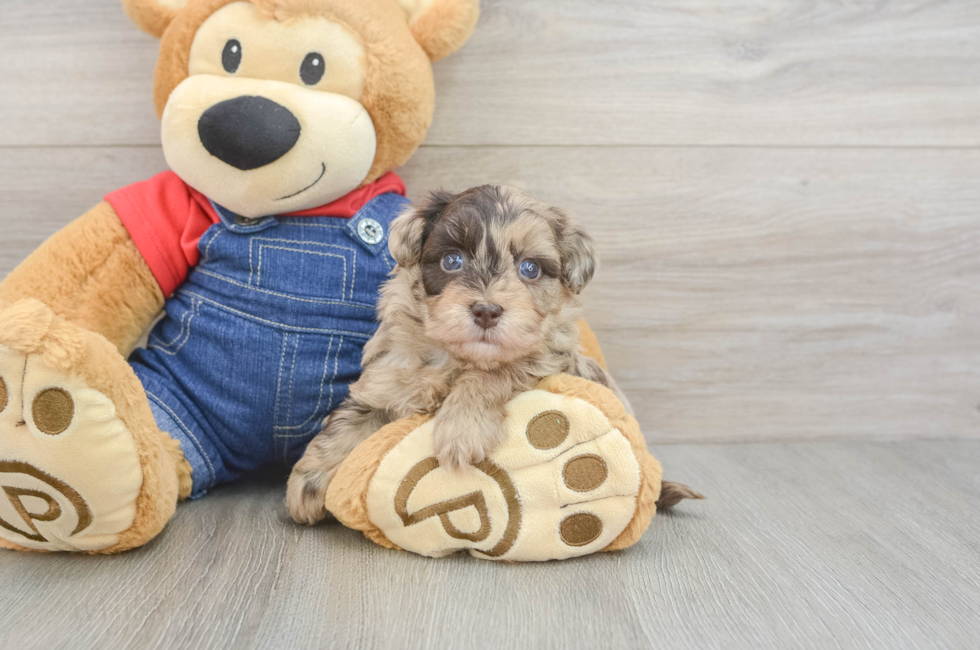 5 week old Havapoo Puppy For Sale - Puppy Love PR