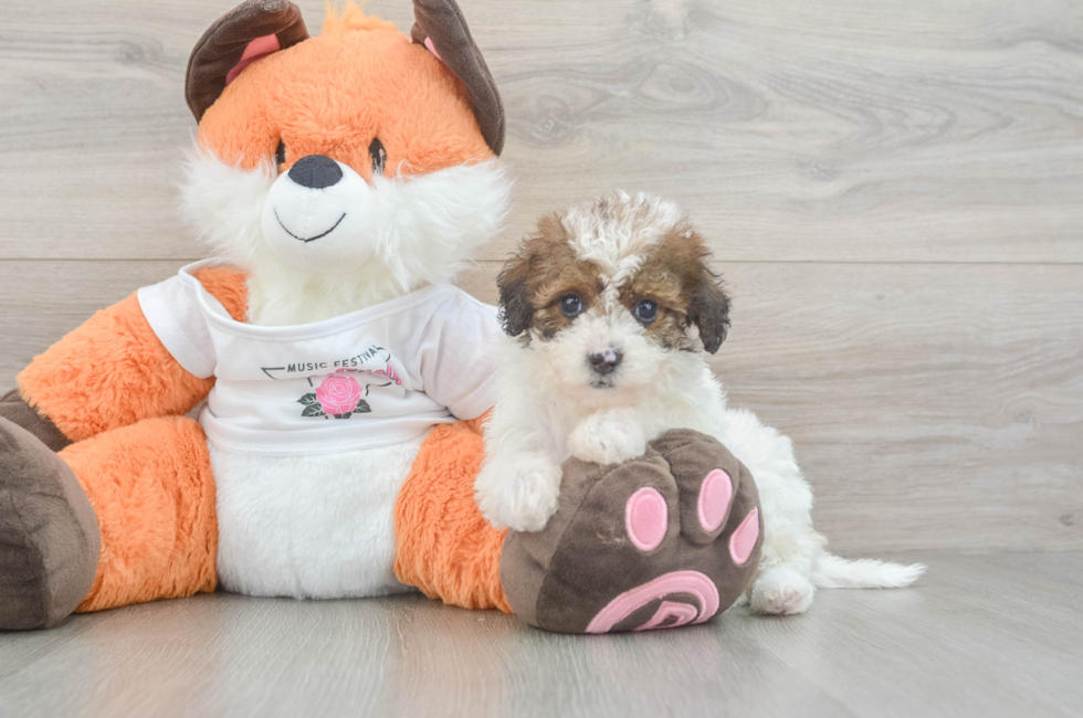 6 week old Havapoo Puppy For Sale - Puppy Love PR