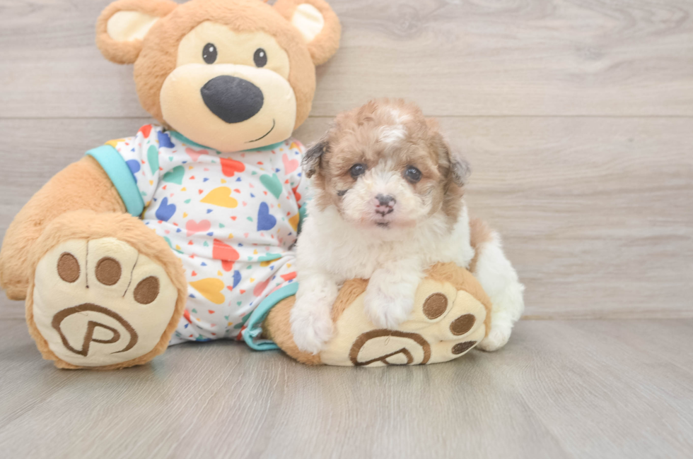 5 week old Havapoo Puppy For Sale - Puppy Love PR