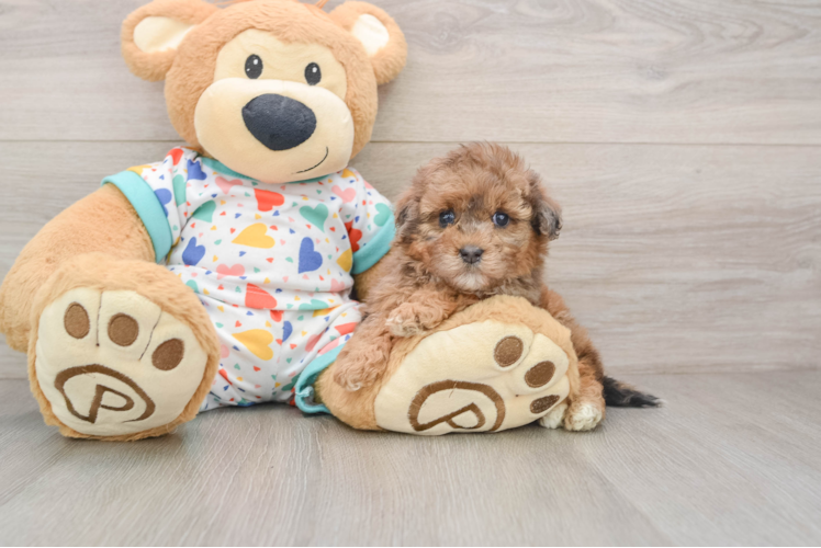 Havapoo Puppy for Adoption