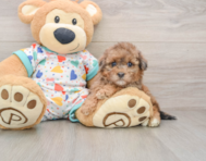 7 week old Havapoo Puppy For Sale - Puppy Love PR