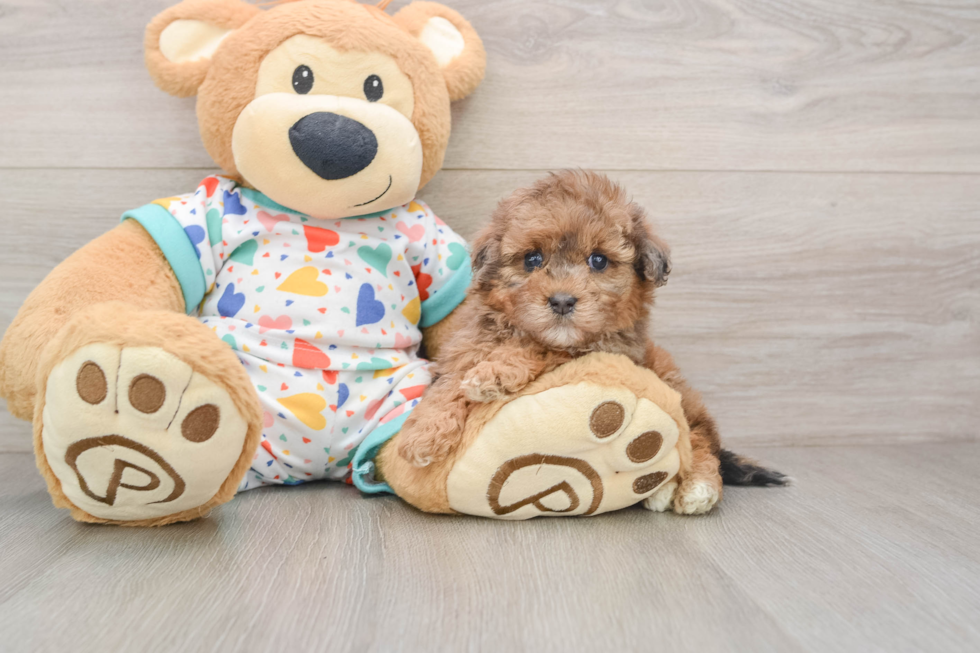 Havapoo Puppy for Adoption