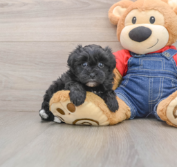 6 week old Havapoo Puppy For Sale - Puppy Love PR