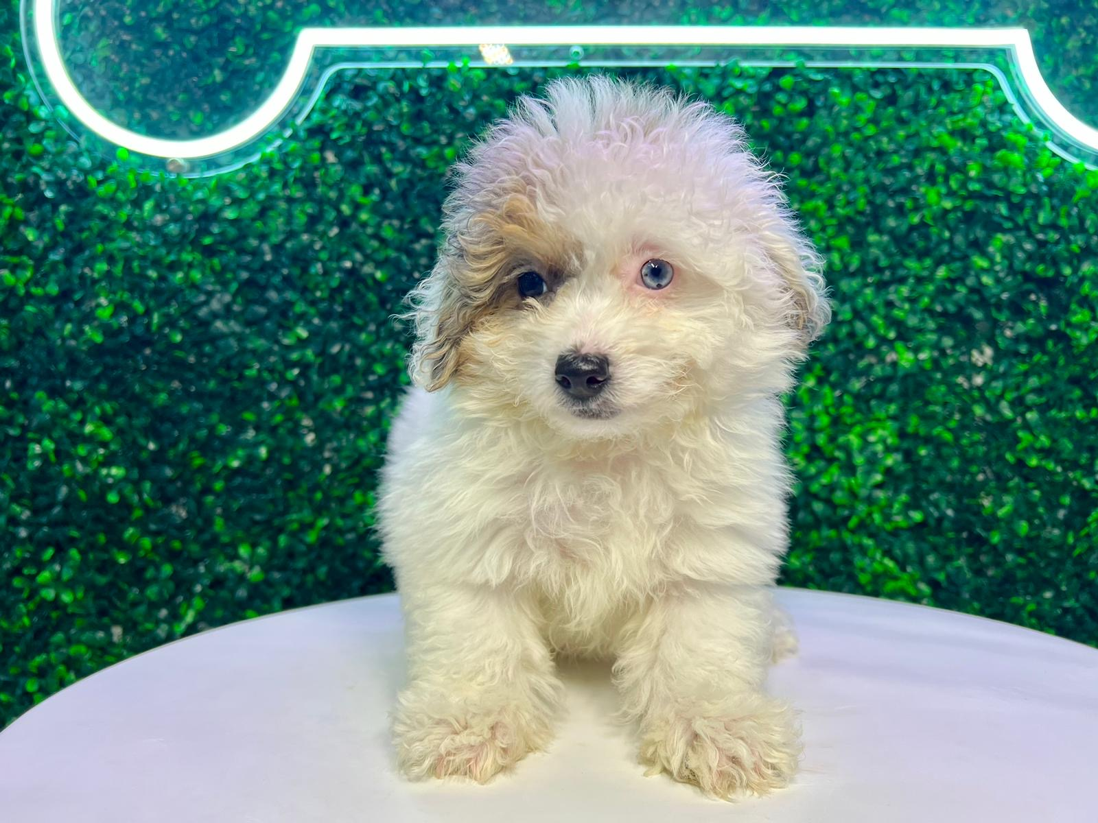 Havapoo Pup Being Cute