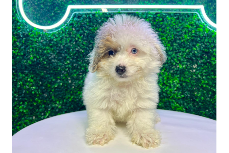 Havapoo Pup Being Cute