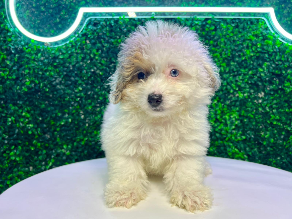 Havapoo Pup Being Cute