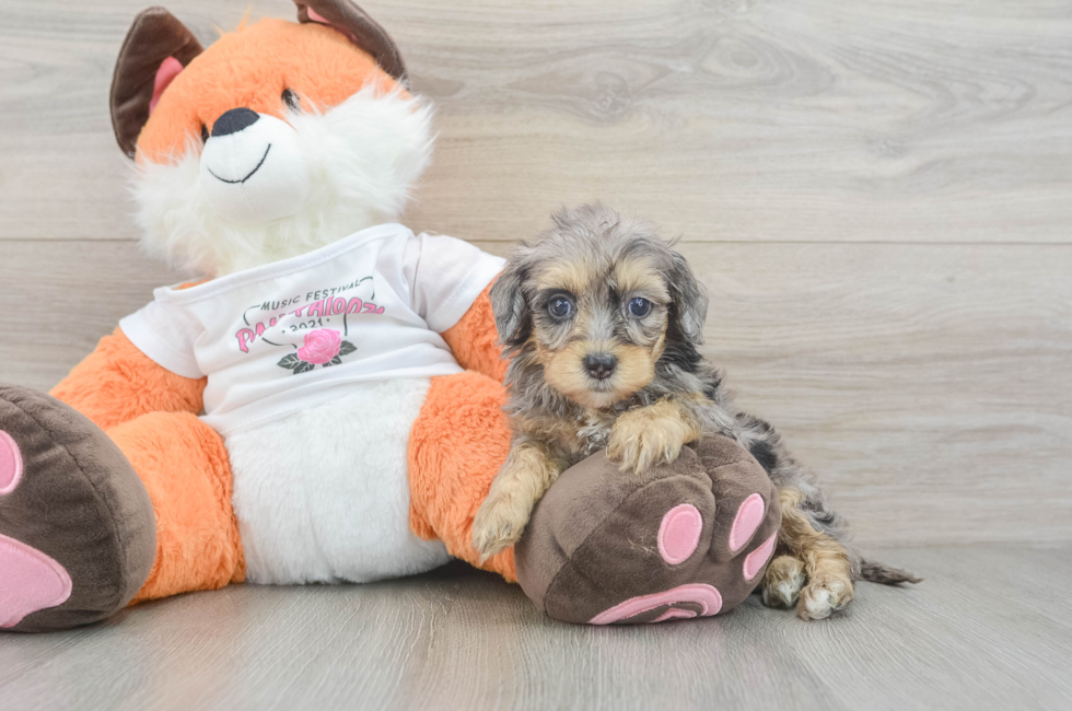 6 week old Havapoo Puppy For Sale - Puppy Love PR