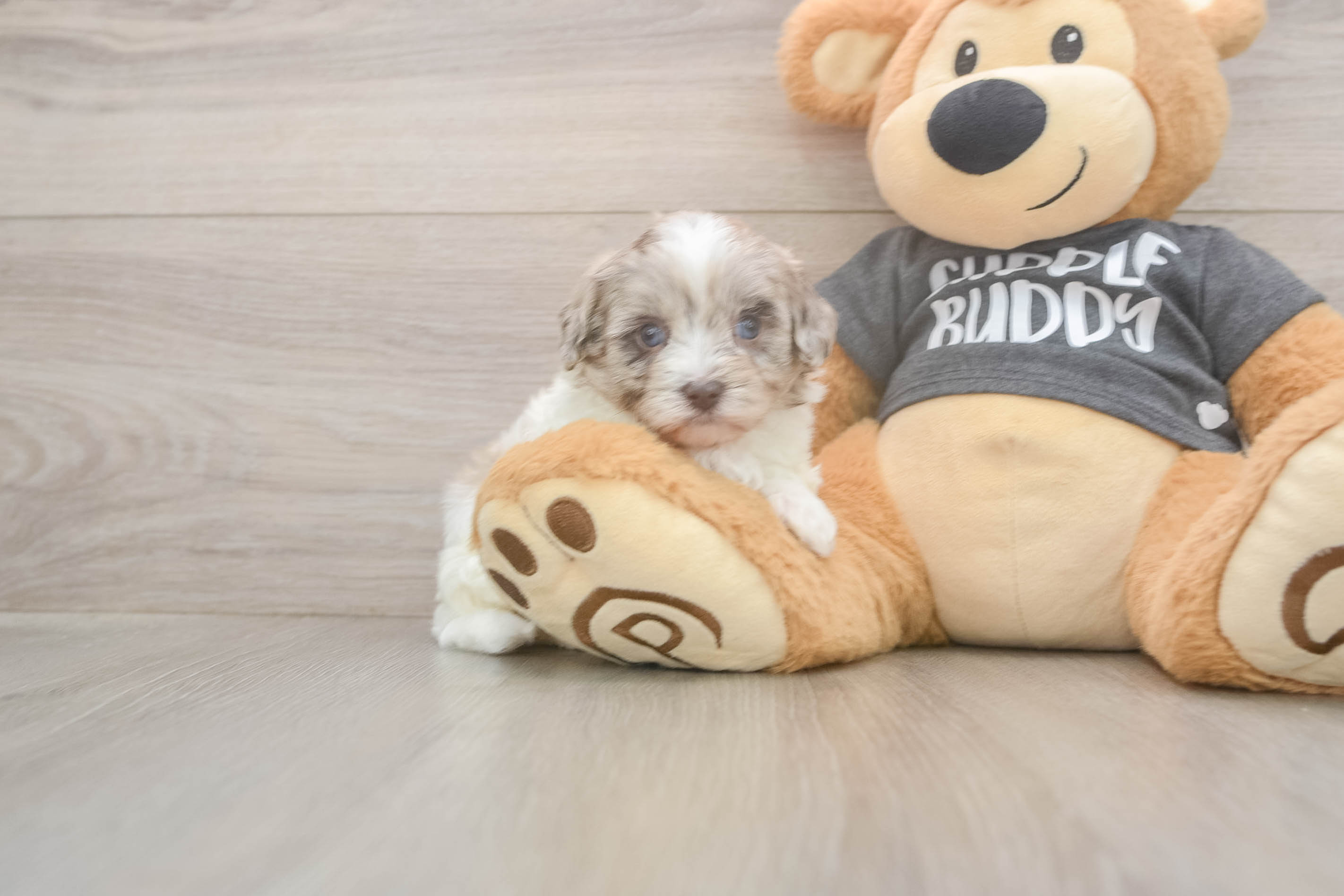 Energetic Havadoodle Poodle Mix Puppy