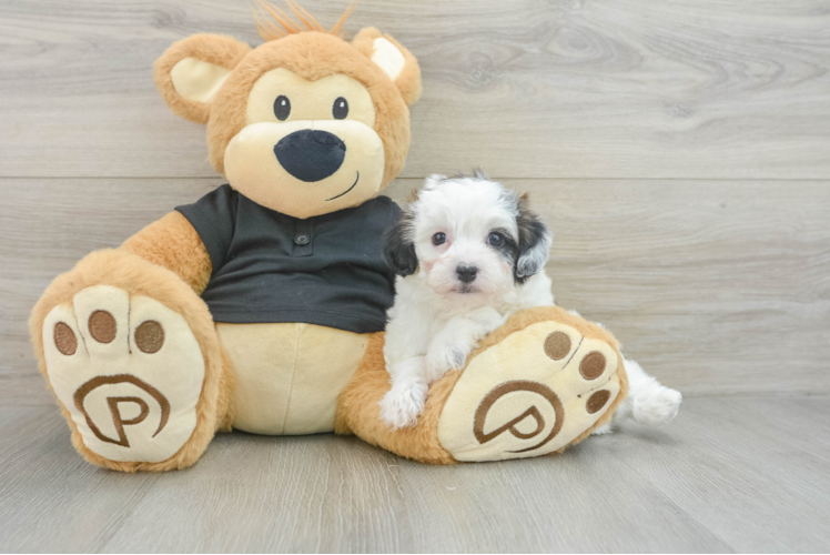 Popular Havapoo Poodle Mix Pup