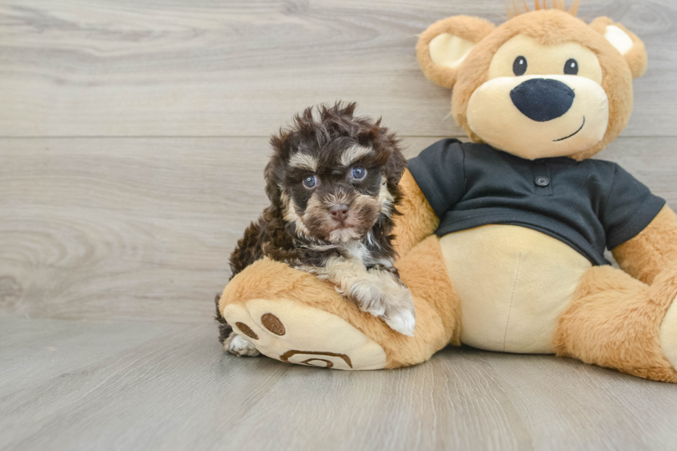 Havapoo Pup Being Cute