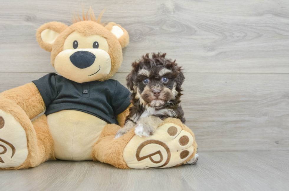 5 week old Havapoo Puppy For Sale - Puppy Love PR
