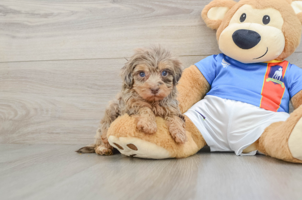 5 week old Havapoo Puppy For Sale - Puppy Love PR