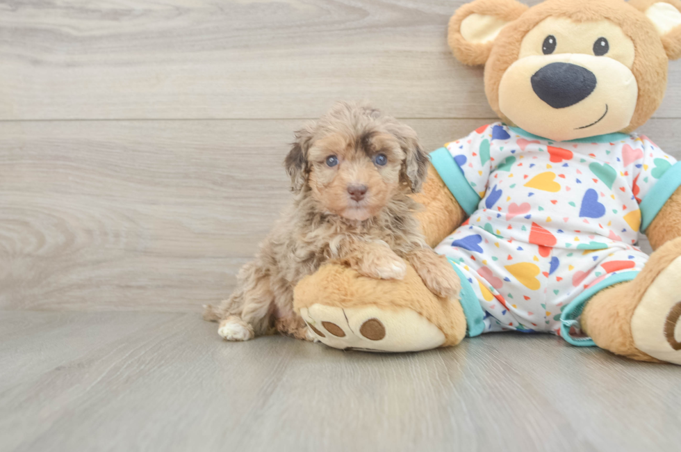 5 week old Havapoo Puppy For Sale - Puppy Love PR