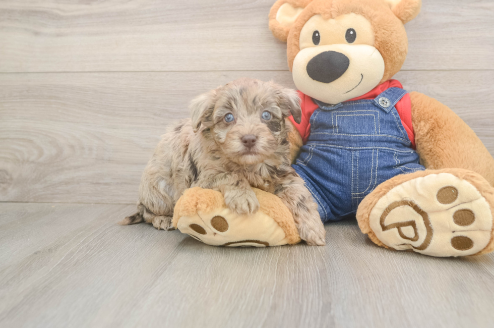 5 week old Havapoo Puppy For Sale - Puppy Love PR