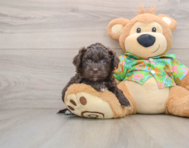 5 week old Havapoo Puppy For Sale - Puppy Love PR