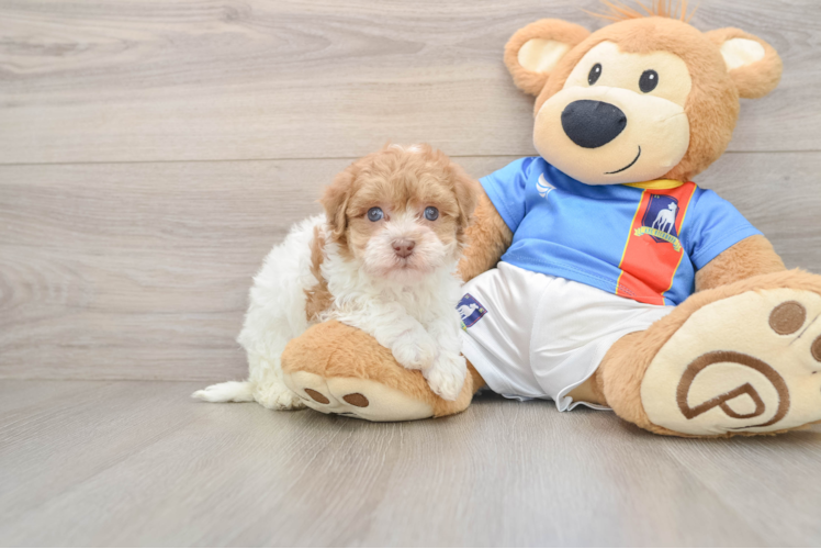Happy Havapoo Baby
