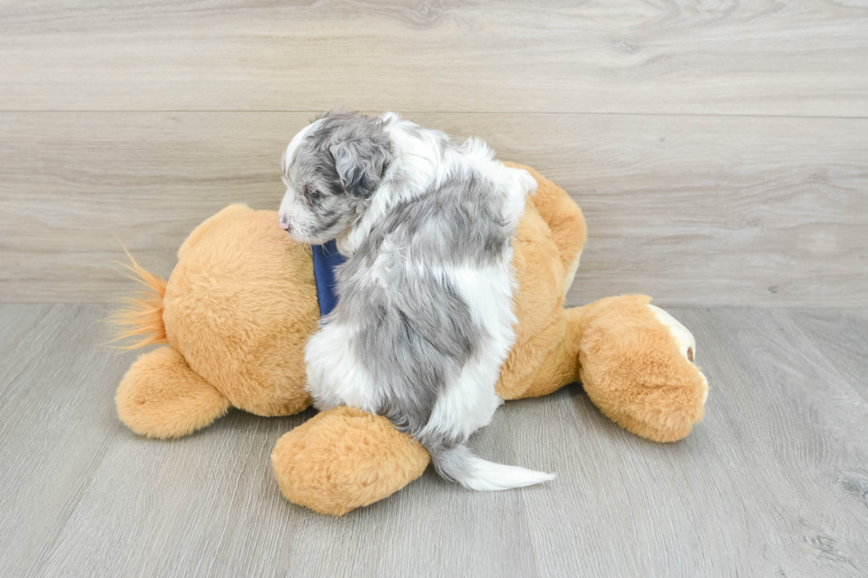 Smart Havapoo Poodle Mix Pup