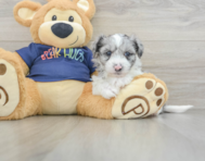 8 week old Havapoo Puppy For Sale - Puppy Love PR