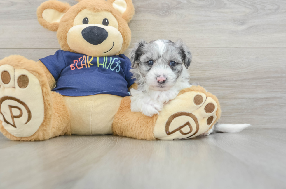 5 week old Havapoo Puppy For Sale - Puppy Love PR