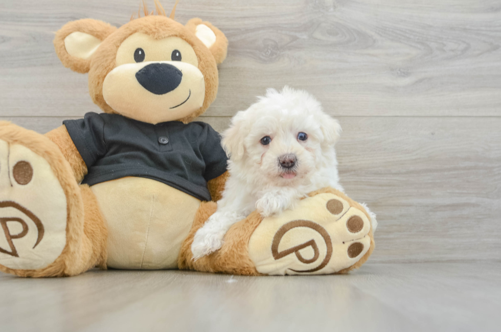 5 week old Havapoo Puppy For Sale - Puppy Love PR
