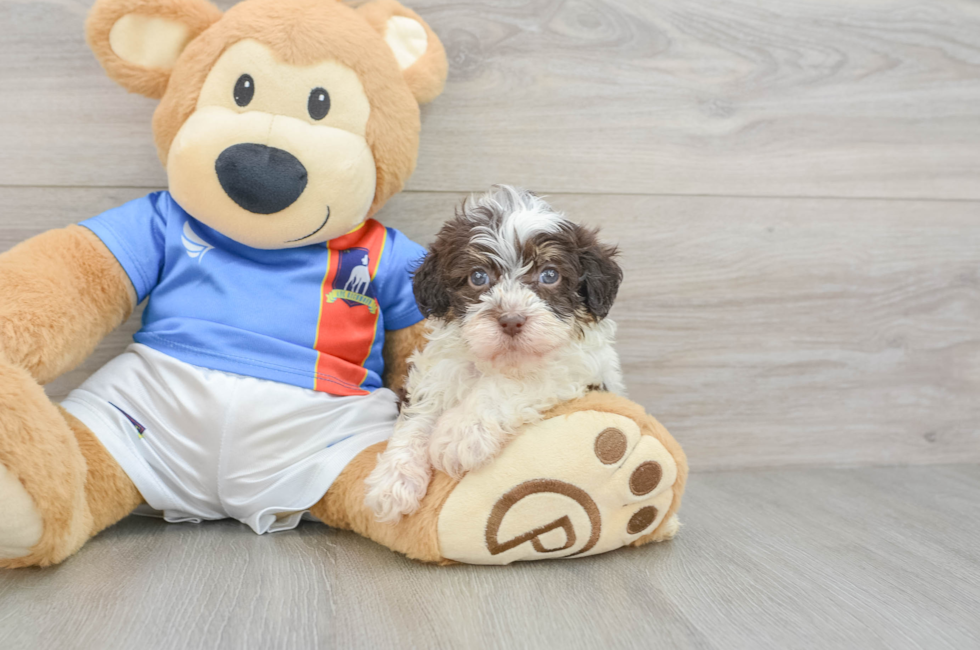 5 week old Havapoo Puppy For Sale - Puppy Love PR
