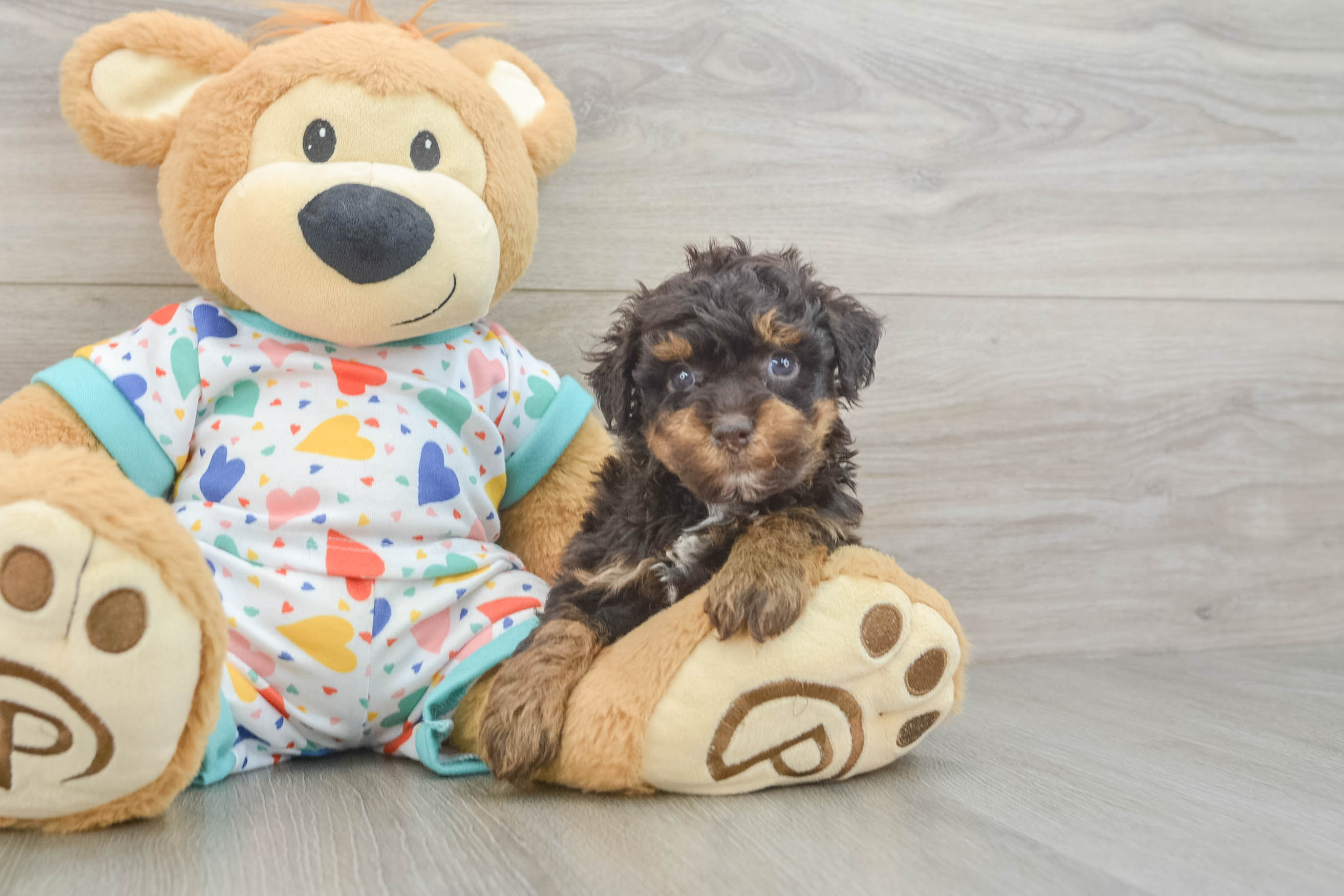 Playful Havadoodle Poodle Mix Puppy