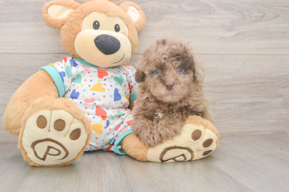5 week old Havapoo Puppy For Sale - Puppy Love PR