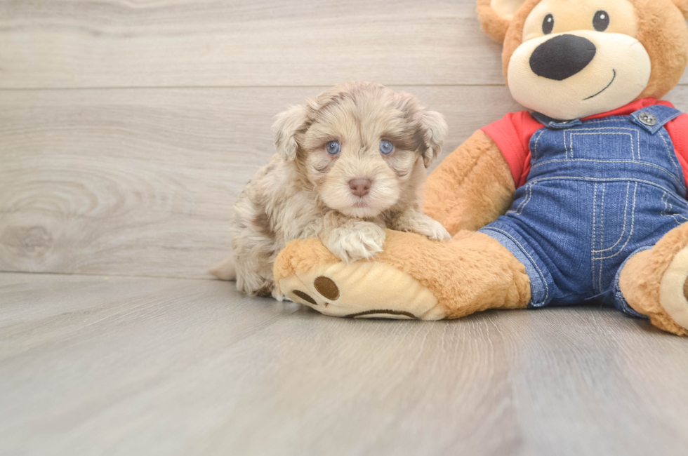 5 week old Havapoo Puppy For Sale - Puppy Love PR