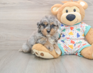 6 week old Havapoo Puppy For Sale - Puppy Love PR